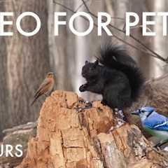 Black Squirrels, Red Squirrels and Forest Friends in Winter - 10 hour Cat TV for Pets - Feb 10, 2025