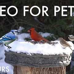 Cardinals, Doves and Squirrels in the Snow  - 10 hour Cat TV for Pets to Watch 😺 - Feb 11, 2025