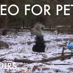 Black, Brown and Red Squirrels in the Forest - 10 Hour Cat TV for Pets and People 😺 - Feb 12, 2025