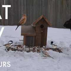 Saturday Morning Cartoons for Pets 😺 - 10 Hours of Backyard Birds and Squirrels - Feb 15, 2025