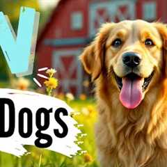 Adorable Dogs Explore Beautiful Countryside Farm – Your Dog Will LOVE This! 🐾🌾