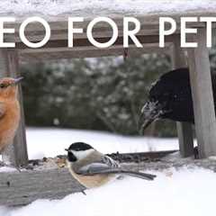 Ravens, Sparrows, Squirrels and Backyard Birds in the Snow - 10 hour Cat TV for Pets - Feb 16, 2025