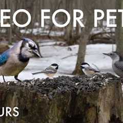 Woodpeckers, Squirrels and Forest Friends in the Snow - 10 Hour Cat TV for Pets - Feb 17, 2025