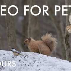 Blonde Squirrels, Chickadees and Forest Friends - 10 Hour Cat TV for Pets to Watch - Feb 19, 2025