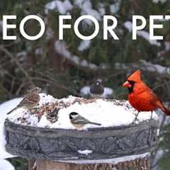 Blue Jays, Juncos and Backyard Animals in a Blizzard - 10 Hour Cat TV for Pets 😺 - Feb 20, 2025