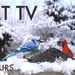 Cardinals, Squirrels and Forest Friends in a Winter Wonderland - 10 Hour Cat TV 😺 - Feb 21, 2025