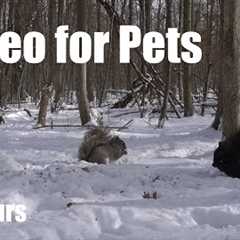 Saturday Morning Cartoons for Pets - 10 hour Forest Edition - Cat TV 😺 - Feb 22, 2025