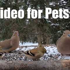 Feeding Frenzy for Backyard Birds - 10 Hours of Doves, Finches and More! - Cat TV 😺 - Feb 23, 2025