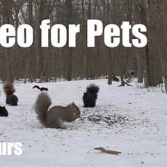 A Scurry of Squirrels in a Snow Filled Forest - 10 hour Video for Pets and People 😺 - Feb 24, 2025