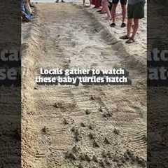 Baby Turtles Make Their Way To The Ocean