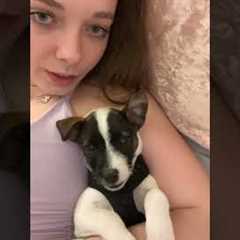 But wait! I can get cuter!😆❤️❤️ #Dogs #JackRussel #Puppy #Puppies