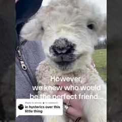Premature Lamb Forms Unlikely Bond With Family Dog