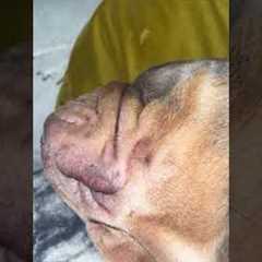 Dogs Sleeping Like They Pay Rent!
