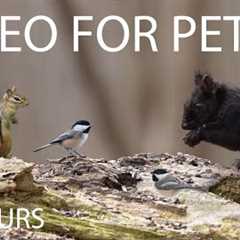 Cardinals, Jays, Squirrels and Forest Friends - 10 Hour Video for Pets and People - Apr 24, 2025