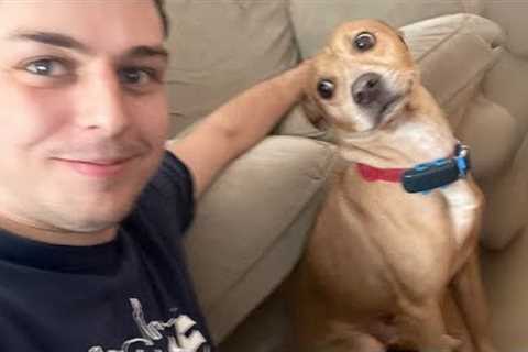 When You Get a Dog as a Pet, But Get One with Unique Hobbies 😂