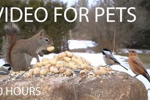 Red Squirrels, Ravens, Cardinals and More! - 10 Hour Cat TV for Pets to Watch 😺 - Apr 04, 2025