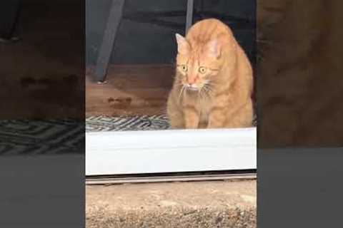 Cat's Hilarious Encounter with Tortoise