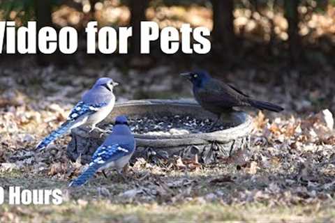 Rabbits, Birds, Squirrels and Backyard Buds - 10 Hour Video for Pets - Cat TV 😺 - Apr 05, 2025