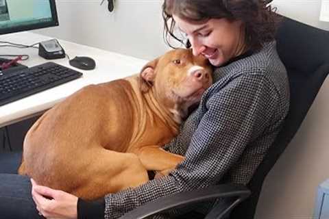 When Dogs Become Totally Obsessed With Their Humans