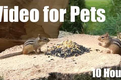 Backyard Brunch for Beautiful Friendly Chipmunks - 10 Hour Cat TV for Pets to Watch - Apr 06, 2025