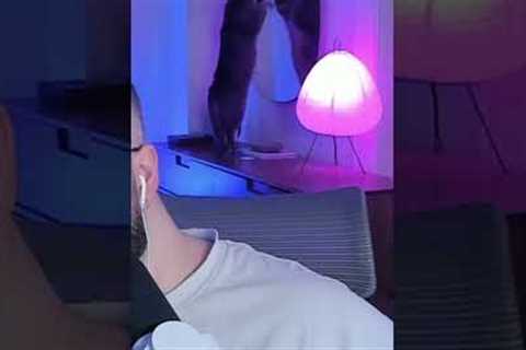 at Pays Guest Appearance During Streaming Setup