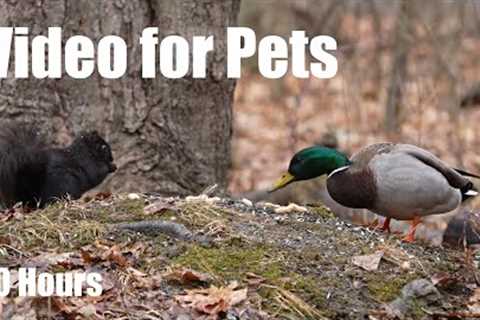 Ducks, Squirrels, Chipmunks and Forest Friends - 10 Hour Cat TV for Pets to Watch - Apr 07, 2025