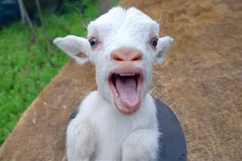 This is why GOATS are the FUNNIEST ANIMALS