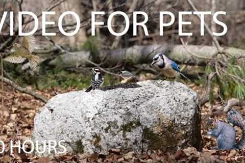 Woodpeckers, Squirrels and Forest Friends in Canada - 10 Hour Cat TV for Pets 😺 - Apr 08, 2025