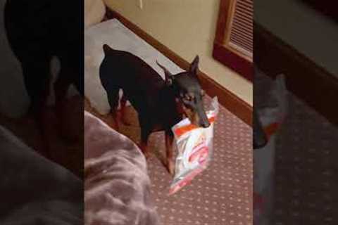 Puppy Caught Stealing Tortillas From Kitchen #Dobermann #Funny #Puppy