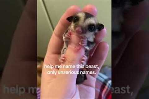 The Most Adorable Tiny Sugar Glider!