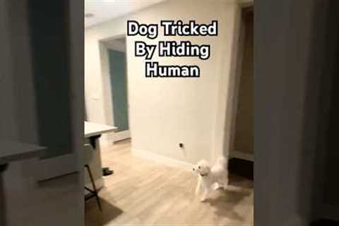 Confused Dog is Can't Find Dad