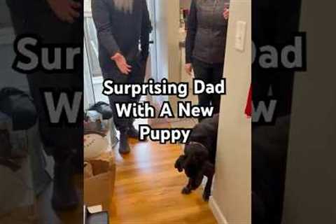 The dad and the puppy will be BFFs in like an hour, just wait 🤣🐶🥰 #Puppy #Dachshund #Dads