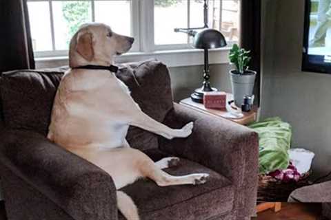 When your dog has stronger opinions than you 😂 Dog Acting Like Humans