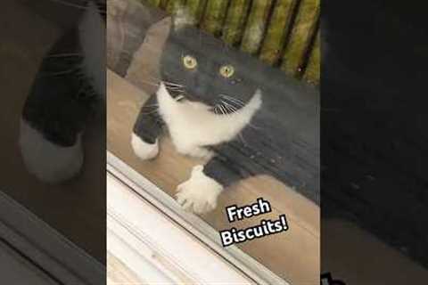 Tuxedo Cat Kneads Sofa When Person Arrives Home