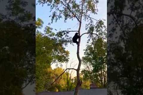 Adorable Bears Climb Tree In Front Yard