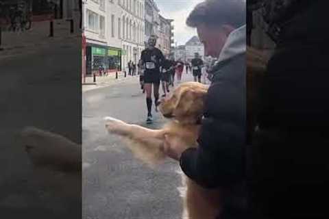Dog Joins Marathon Runners and Offers Paw-Five #Dogs #GoldenRetriever #Marathon