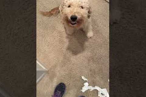 Puppy Gives Mischievous Grin After Destroying Toilet Paper