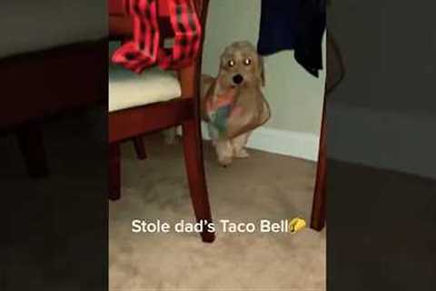 👀 Sneaky Pets Caught On Camera 📸