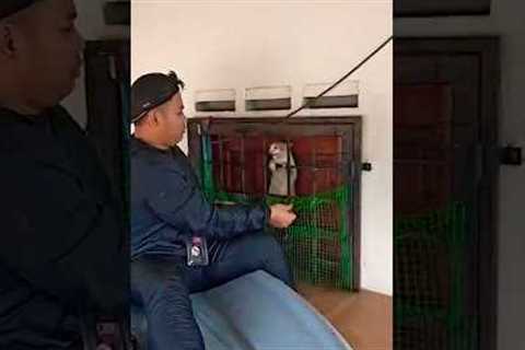 Cat Rescued From Heavy Floods #CatRescue #Cat #Flood