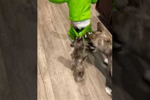 Classic sibling behavior! #Kids #Puppy #Dogs