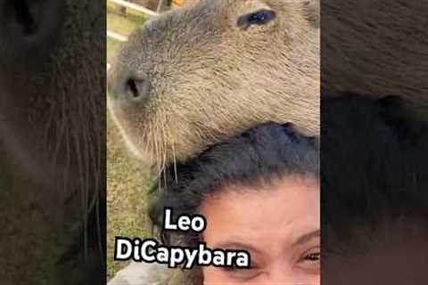 Leonardo DiCapybara Says Hello! #NationalCarbonaraDay #Capybara #Wildlife