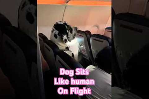 Dog Sits Upright Like Human While Traveling on Plane #Dogs #GreatDane #Plane