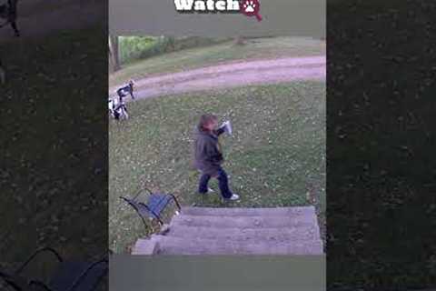 Fun On The Farm | Animal Watch