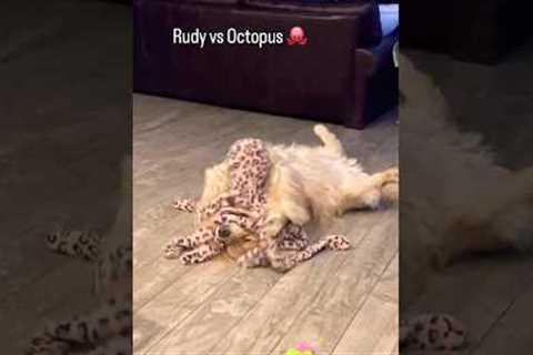 Dog Playfully Fights His Octopus Toy
