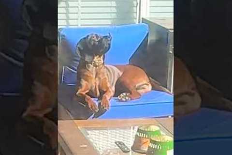 Butterfly Lands On Dog's Nose! #Butterfly #Dog #Cute