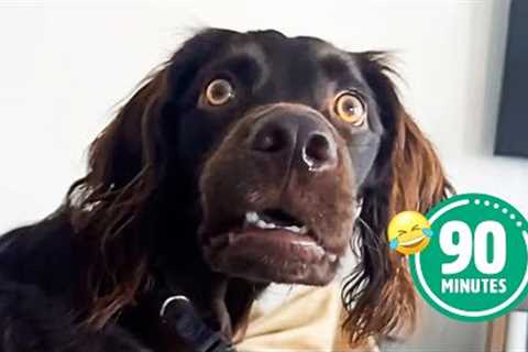 BEST Pets of the Century | Hilarious Animal Moments😄