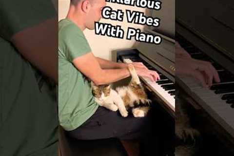 Like one of your french girls! 😂🎹 #Cat #Piano