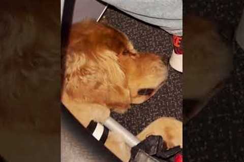 Golden Retrievers Stretch Out Under Seat in Airplane  #Dogs #GoldenRetriever #Plane