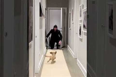 Puppy Is Reunited With Human After Two Weeks Apart #Dogs #Dachshund