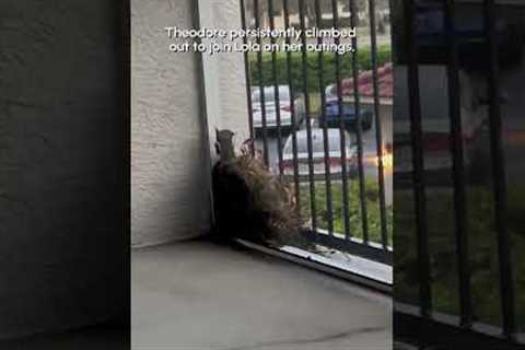 Baby Squirrel Tries To Follow Annoyed Mom Out Of Nest